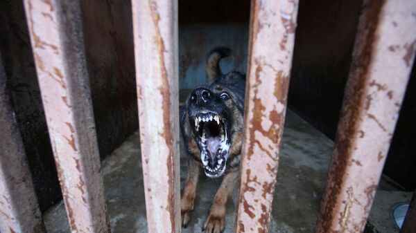 Охранная собака в клетке Запретного города в Пекине - Sputnik Узбекистан