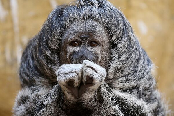 Примат Саки-монах в зоопарке Лимы, Перу. Тело покрыто длинными (до 12 см) тёмными волосами, загнутыми на конце; на голове они спускаются со всех сторон на лицо и закрывают лоб и щеки. Живёт в лесах Бразилии между Амазонкой и Риу-Негру - Sputnik Узбекистан