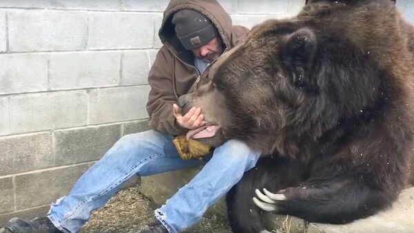 Мужчина пытается приободрить огромного медведя после трудного рабочего дня - Sputnik Ўзбекистон
