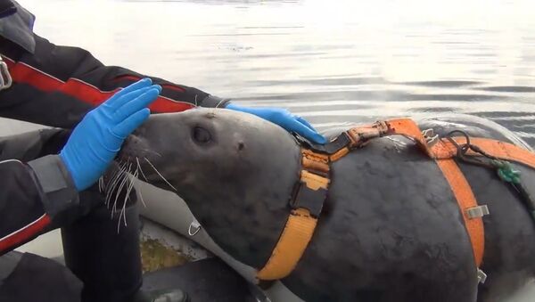 Тюленей в Мурманске тренируют для военных целей - Sputnik Узбекистан