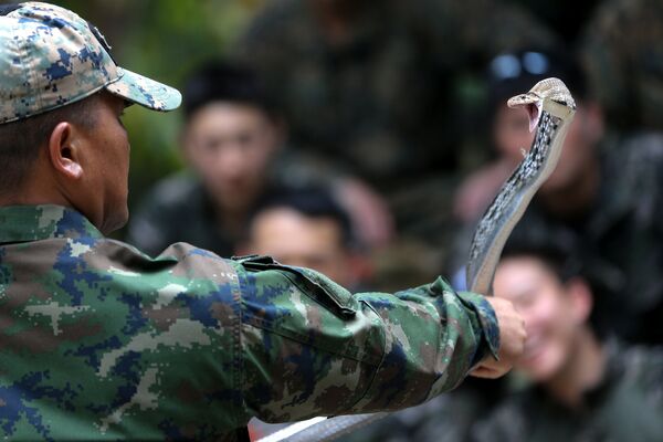 Кобра во время занятий по выживанию в джунглях в рамках военных учений Cobra Gold 2018 в Таиланде - Sputnik Узбекистан
