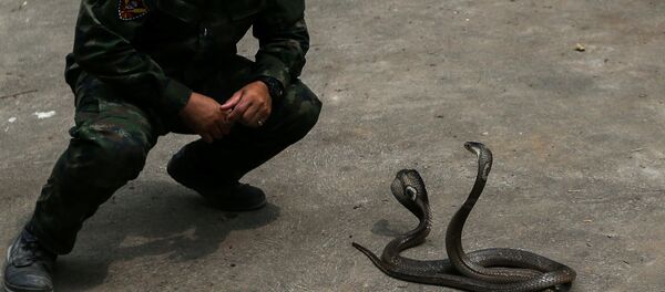 Кобры во время занятий по выживанию в джунглях в рамках военных учений «Cobra Gold 2018» в Таиланде Кобры во время занятий по выживанию в джунглях в рамках военных учений «Cobra Gold 2018» в Таиланде - Sputnik Ўзбекистон