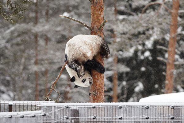 Панда Луми во время снегопада в зоопарке Эхтяри, Финляндия - Sputnik Узбекистан