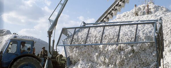 Уборка хлопка Уборка хлопка - Sputnik Ўзбекистон