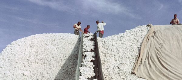 Разгар хлопковой страды Разгар хлопковой страды - Sputnik Узбекистан