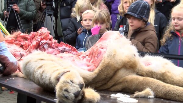 Дети зажимали носы во время публичного вскрытия льва в Дании - Sputnik Узбекистан