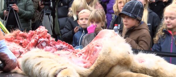 Дети зажимали носы во время публичного вскрытия льва в Дании Дети зажимали носы во время публичного вскрытия льва в Дании - Sputnik Узбекистан