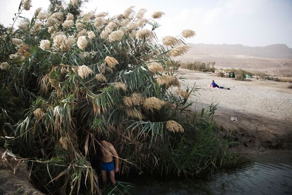 Мужчина стоит среди тростника на берегу Мертвого моря, Западный берег - Sputnik Узбекистан