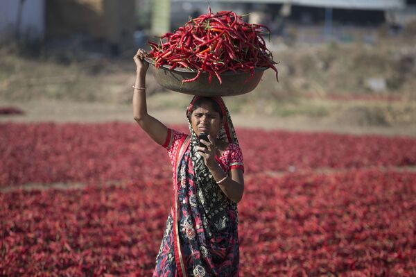 Индианка смотрит на экран своего мобильного телефона во время сбора урожая красного перца в Гандинагаре, Индия - Sputnik Узбекистан