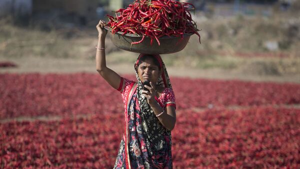 Индианка смотрит на экран своего мобильного телефона во время сбора урожая красного перца в Гандинагаре, Индия - Sputnik Ўзбекистон