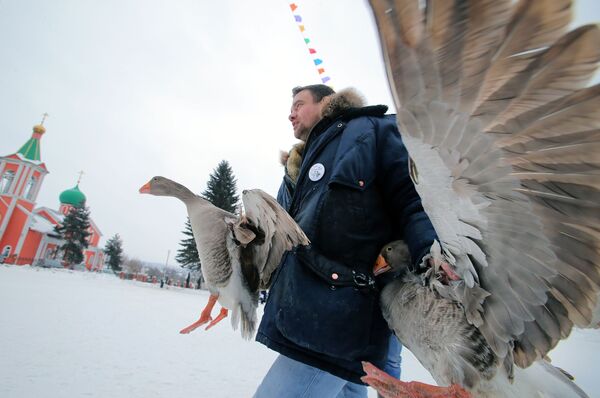 Мужчина несет гусей на седьмом всероссийском турнире Гусиные бои в посёлке Дубна Тульской области - Sputnik Узбекистан
