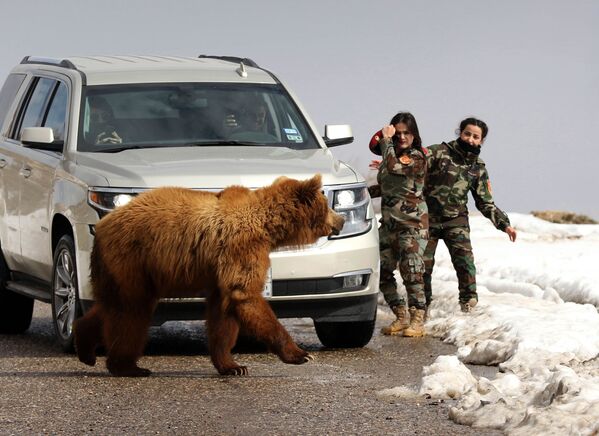 Курдские женщины-военные Пешмерга и журналисты выпускают в дикую природу медведя, спасенного активистами - Sputnik Узбекистан