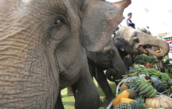 Слоны едят фрукты перед началом слоновьего поло в Банкоке, Таиланд - Sputnik Узбекистан