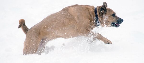 Злая собака Злая собака - Sputnik Ўзбекистон