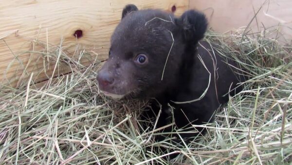 Ветеринары выхаживают гималайского медвежонка - Sputnik Узбекистан
