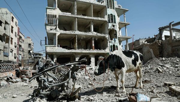 Корова на фоне разрушенных зданий в Думе, Восточная Гута, Сирия - Sputnik Узбекистан