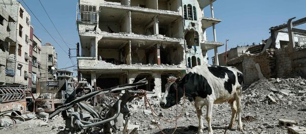 Корова на фоне разрушенных зданий в Думе, Восточная Гута, Сирия - Sputnik Узбекистан