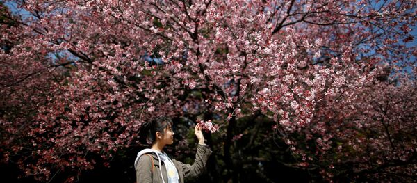 Цветущая сакура в Токио, Япония Цветущая сакура в Токио, Япония - Sputnik Ўзбекистон