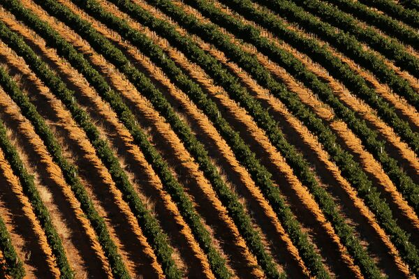 Полузасохшие виноградники возле Кейптауна, Южная Африка - Sputnik Узбекистан