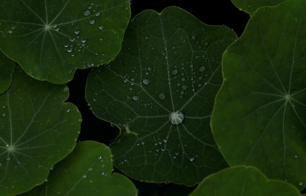 Дождевая вода на листьях растений в Кейптауне - Sputnik Узбекистан
