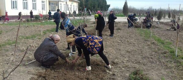 Во всенародном хашаре приняли участие учителя и ученики школ Во всенародном хашаре приняли участие учителя и ученики школ - Sputnik Ўзбекистон