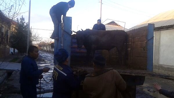 Bik, kotorogo sotrudniki MChS Uzbekistana poymali na odnoy iz ulis g.Andijana - Sputnik O‘zbekiston