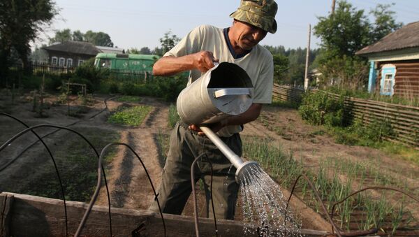Мужчина поливает грядку у себя в огороде  - Sputnik Узбекистан