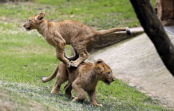 Два львенка играют в зоопарке Йоханнесбурга, Южная Африка - Sputnik Узбекистан