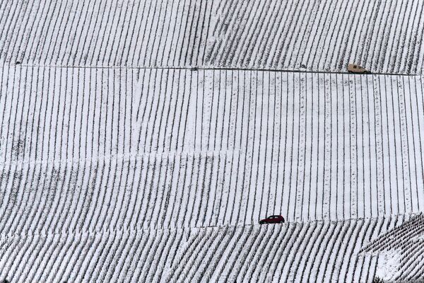 Виноградники под снегом накануне первого весеннего дня в регионе Шампань, Франция - Sputnik Узбекистан