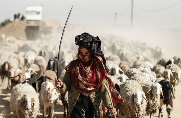 27 марта 2018 года, палестинские женщины перегоняют стадо овец на границе с Газой и Израилем на окраине города Газа. - Sputnik Узбекистан