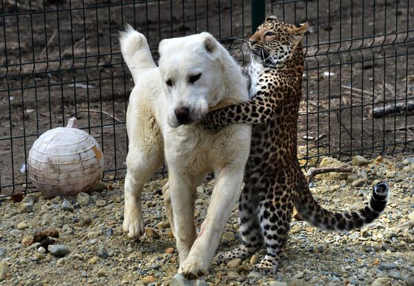 Среднеазиатская овчарка Эльза и детеныш леопарда Милаша во время прогулки в владивостокском пригородном зоопарке Садгород - Sputnik Узбекистан