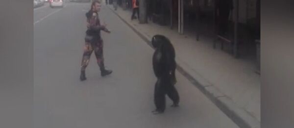 СПУТНИК_Шимпанзе сбежал из гастролирующего цирка в Краснодаре - Sputnik Узбекистан