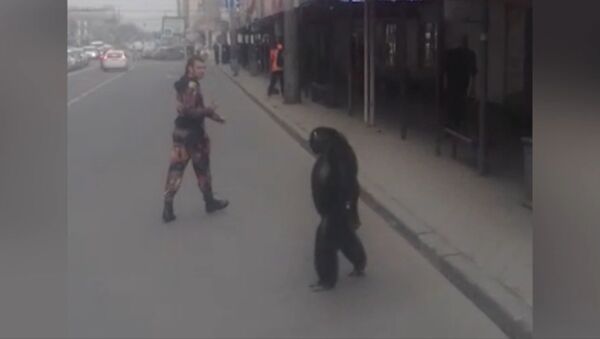 СПУТНИК_Шимпанзе сбежал из гастролирующего цирка в Краснодаре - Sputnik Узбекистан