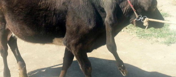 В Ферганской области на ферме живет теленок с пятью ногами - Sputnik Узбекистан