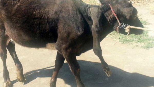 В Ферганской области на ферме живет теленок с пятью ногами - Sputnik Узбекистан