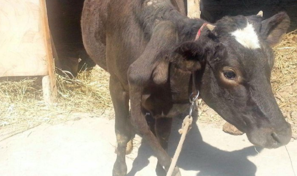 Теленок с пятой ногой на ферме в Ферганской долине Теленок с пятой ногой на ферме в Ферганской долине - Sputnik Узбекистан