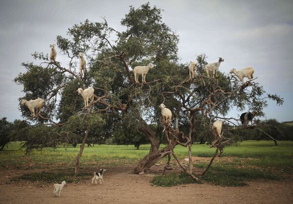 Поедая фрукты и выплевывая семена, козы помогают в процессе производства арганового масла в Эс-Сувейре на юго-западе Марокко. - Sputnik Узбекистан