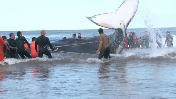 СПУТНИК_Выбросившегося на берег горбатого кита спасли в Аргентине - Sputnik Узбекистан
