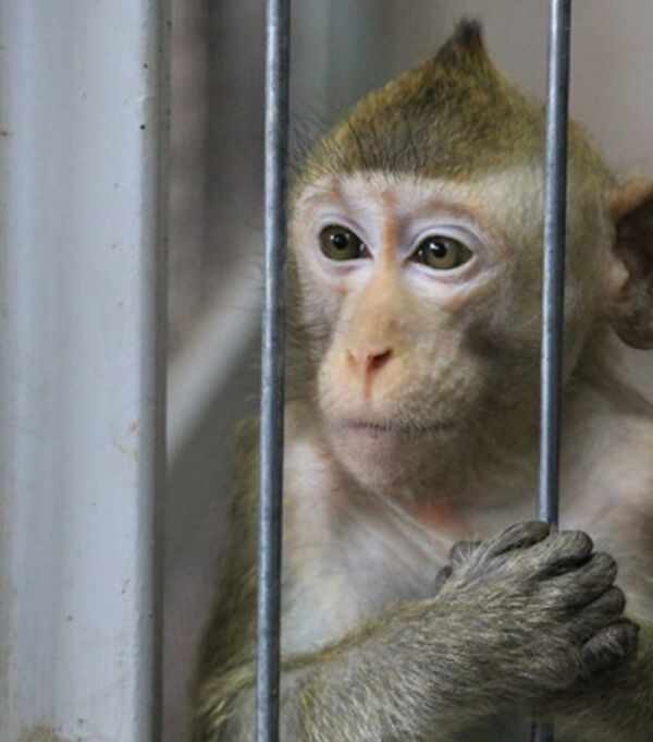 Яванская макака Яванская макака - Sputnik Узбекистан