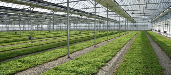 Теплицы общества с ограниченной ответственностью Бек кластер в Мирзаабадском районе - Sputnik Ўзбекистон