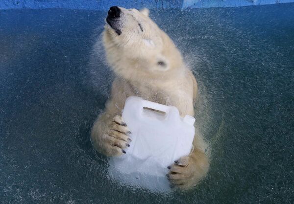 Белая медведица Аврора в бассейне зоопарка Роев ручей в Красноярске - Sputnik Узбекистан