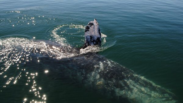 Серый кит в лагуне Заячий глаз в штате Южная Нижняя Калифорния. - Sputnik Узбекистан