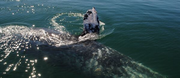 Серый кит в лагуне Заячий глаз в штате Южная Нижняя Калифорния. - Sputnik Узбекистан