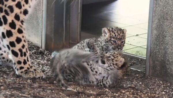 В венском зоопарке родились детеныши амурского леопарда - Sputnik Узбекистан