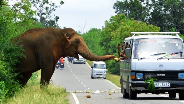 Проезжающие на автомобиле угощают слона бананами на дороге в Шри-Ланке - Sputnik Ўзбекистон