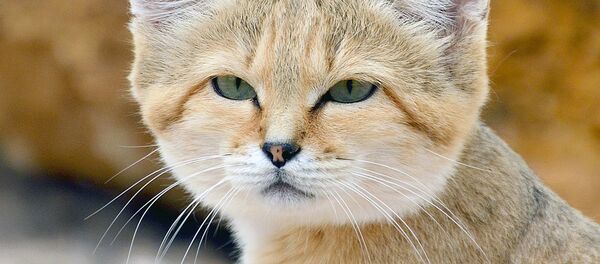 Барханный кот Барханный кот - Sputnik Узбекистан