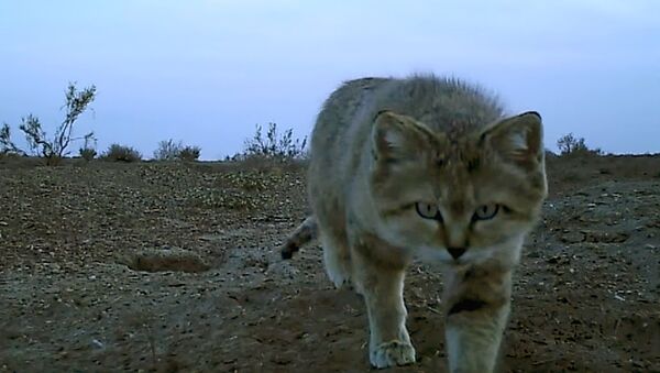 Барханный кот попал в объектив ловушки - Sputnik Узбекистан