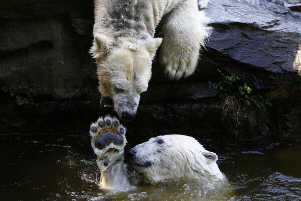 Полярные медведи играют в воде в зоопарке Берлина, Германия - Sputnik Узбекистан