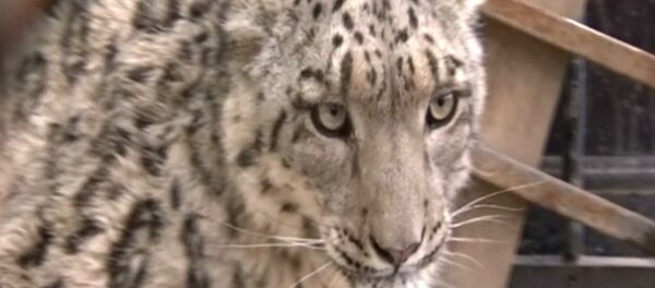 Спасение барса в Китае - Sputnik Узбекистан