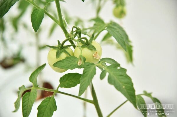 Помидорная теплица в Андижанской области - Sputnik Узбекистан